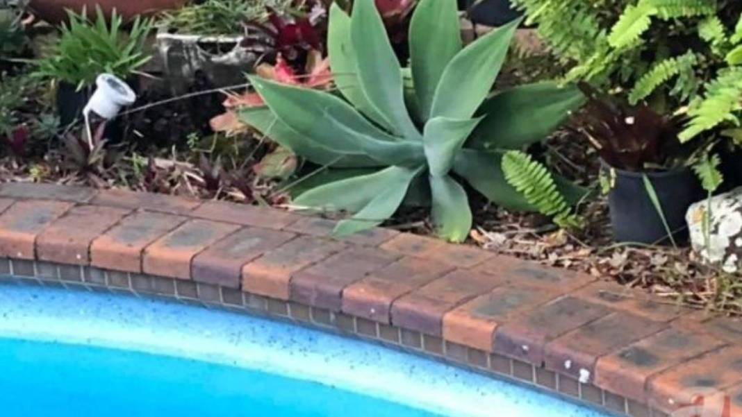 Kan donduran anlar kamerada! Dev yılan küçük çocuğu böyle ağzına aldı... Görenler dehşete düştü 3